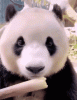 happy-panda-bamboo.gif